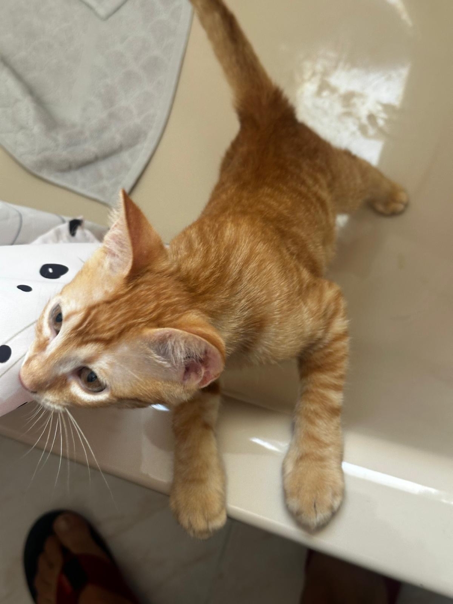 Tres investigados por estafa en la venta de gatos por internet 