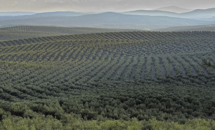 Andalucía lidera los anticipos de la PAC con 765 millones