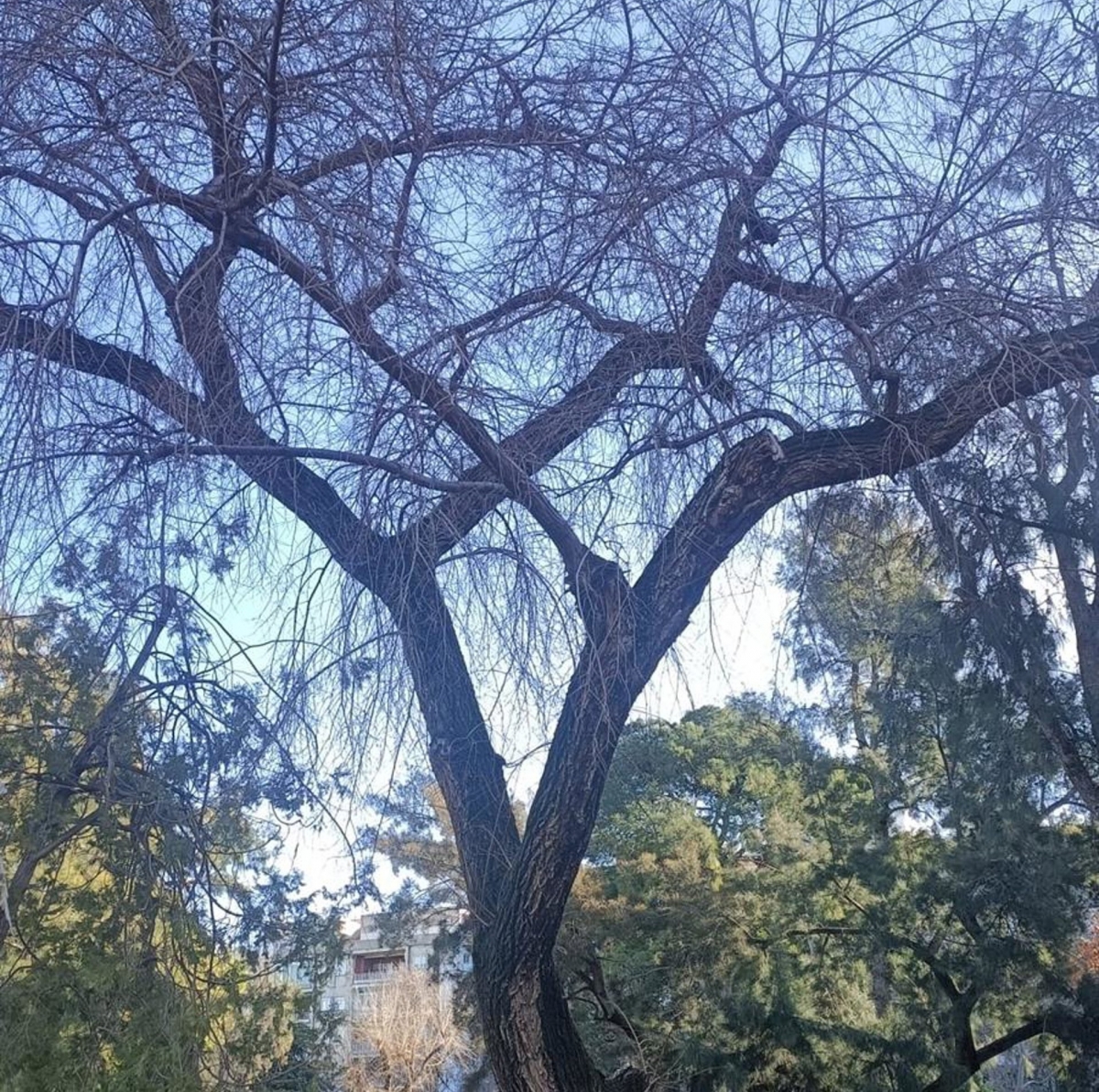  El Ayuntamiento estudia estado del arbolado urbano 