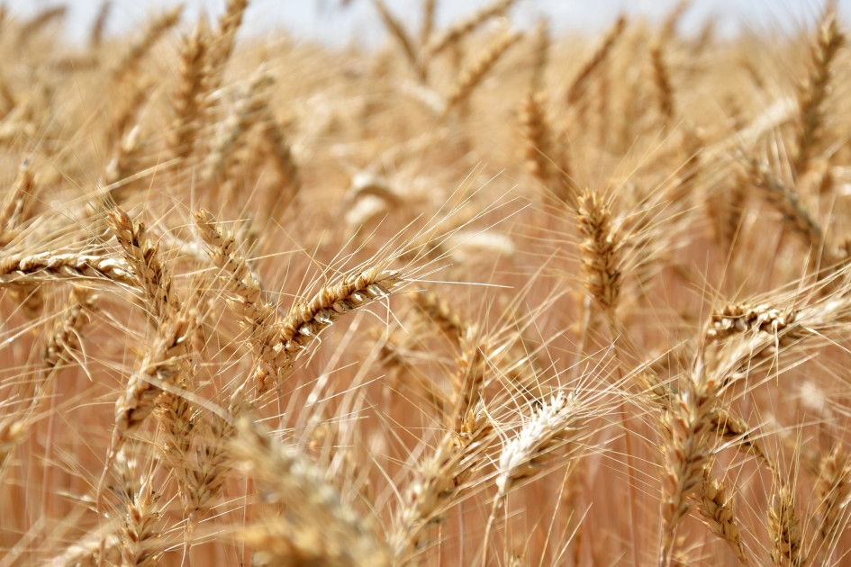  UPA destaca el papel de los bioestimulantes en las explotaciones agrarias 