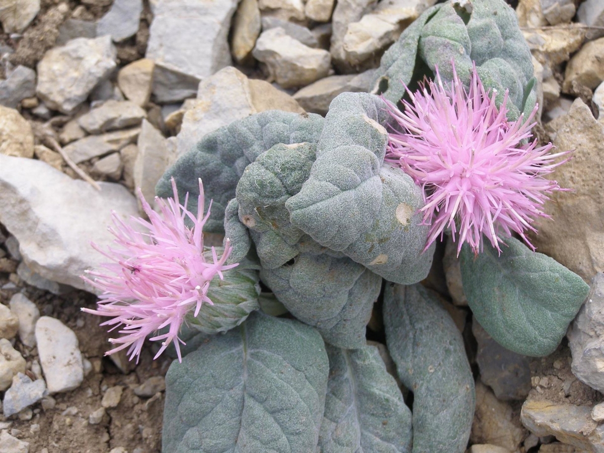 La Junta busca proteger la fauna amenazada de Sierra Mágina