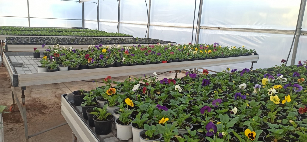  El Ayuntamiento plantará 36.000 flores y arbustos en calles y plazas 