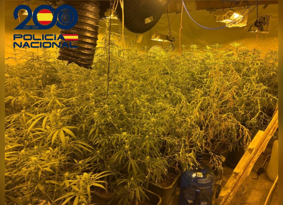  Desmantelada una platación de marihuana en el sótano de una vivienda 