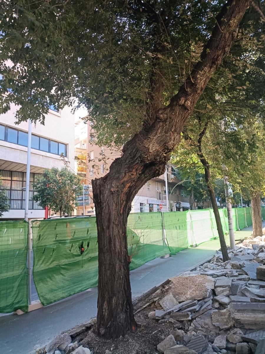  El Ayuntamiento renovará el arbolado de la avenida de Madrid 