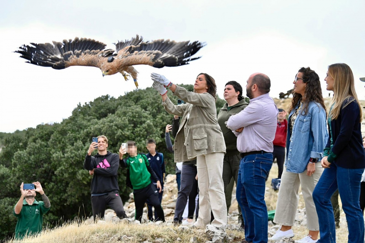 Jimena, el águila imperial que sobrevuela Jaén