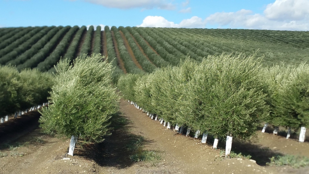  Asaja reclama restablecer la recolección nocturna en el olivar en seto 