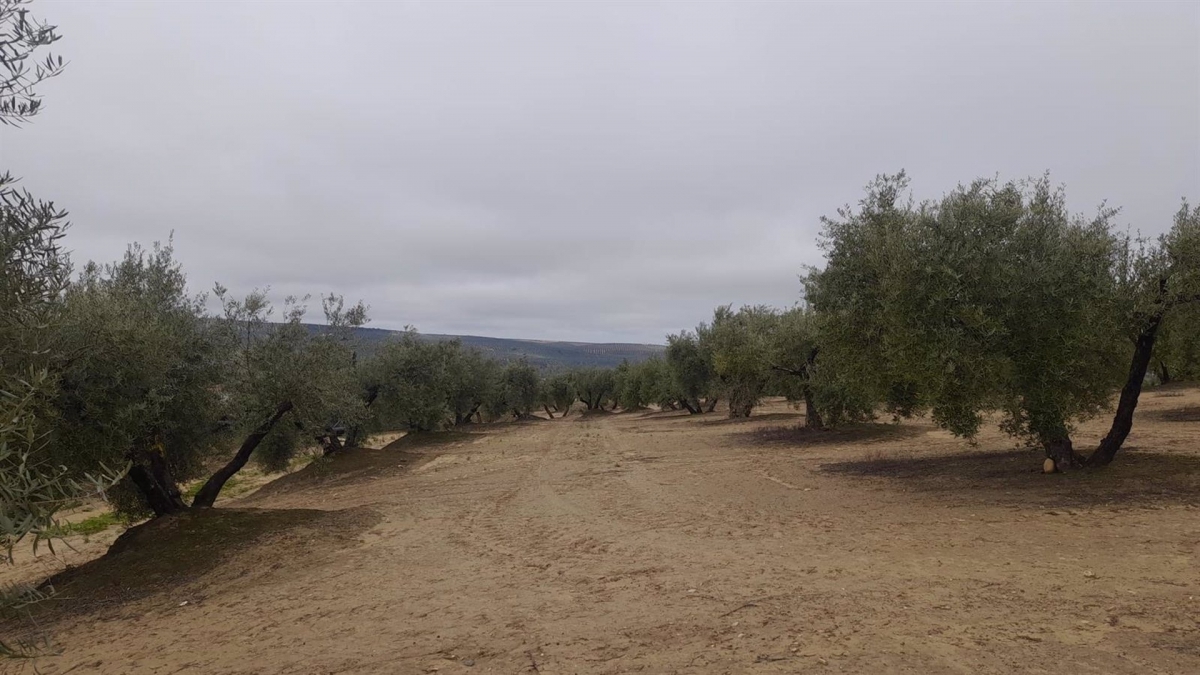  Abre el plazo para participar en el programa Cultiva 2026 