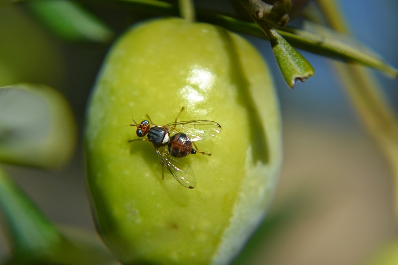  Mágina inicia el control de la mosca del olivo con drones como novedad 