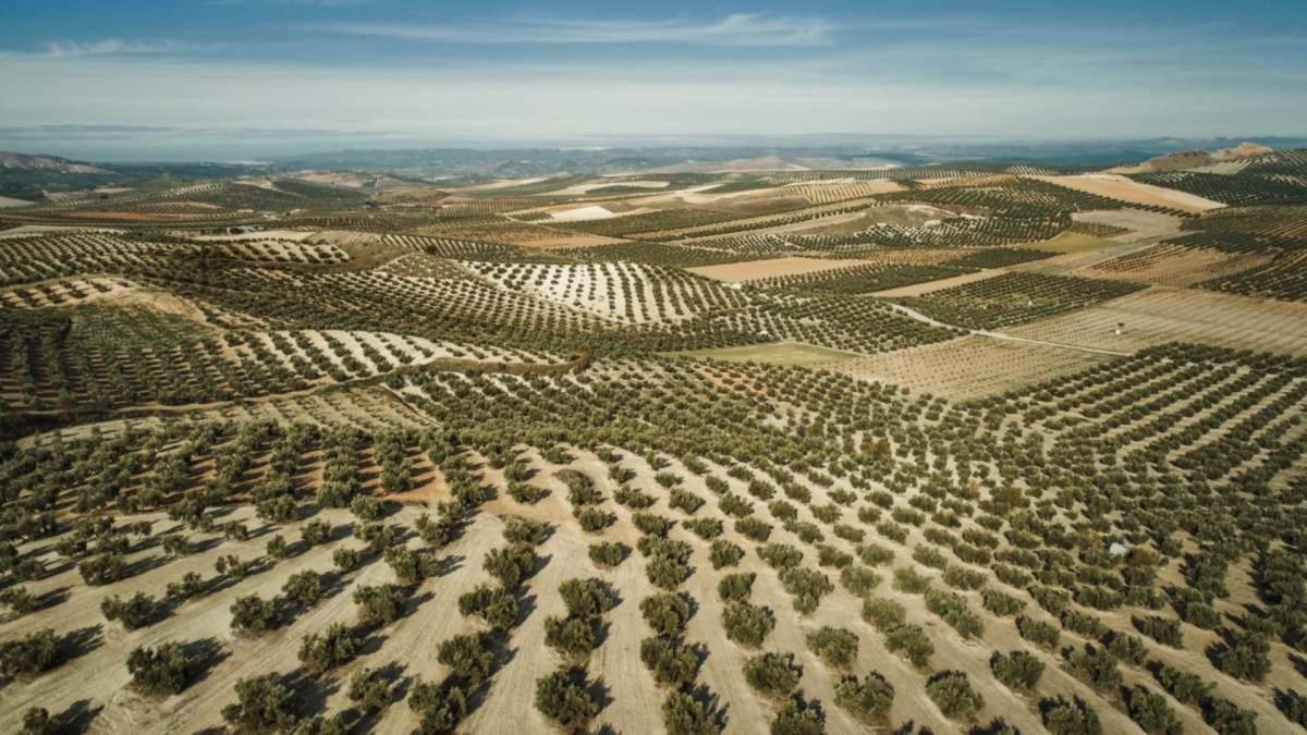  La mosca del olivo se podrá tratar con una app fitosanitaria con drones 