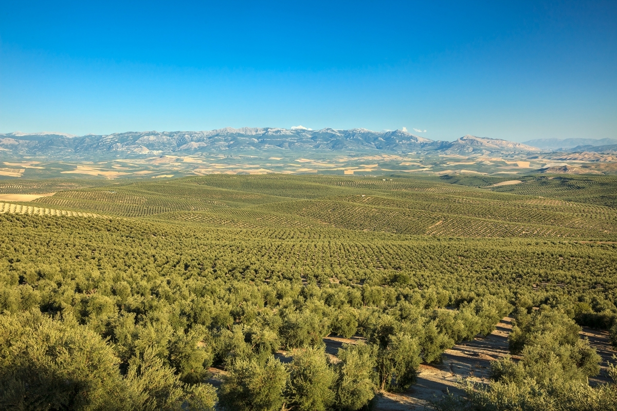  Suspenden la recogida nocturna de aceituna en olivares superintensivos 