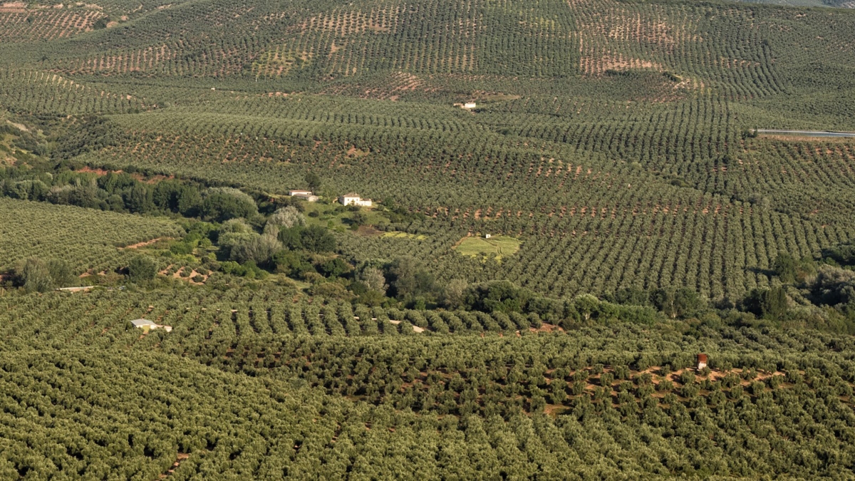 La DO Sierra de Segura inicia los tratamientos contra la mosca del olivo
