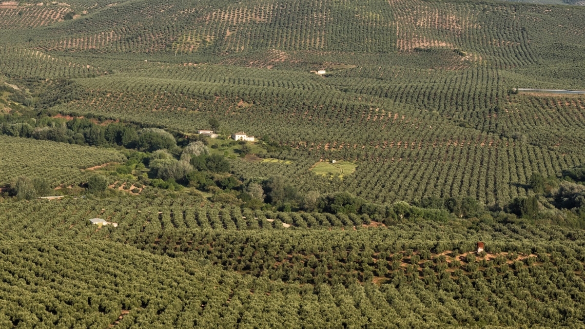  El II Premio de Investigación de Cultivos Leñosos amplía plazo 