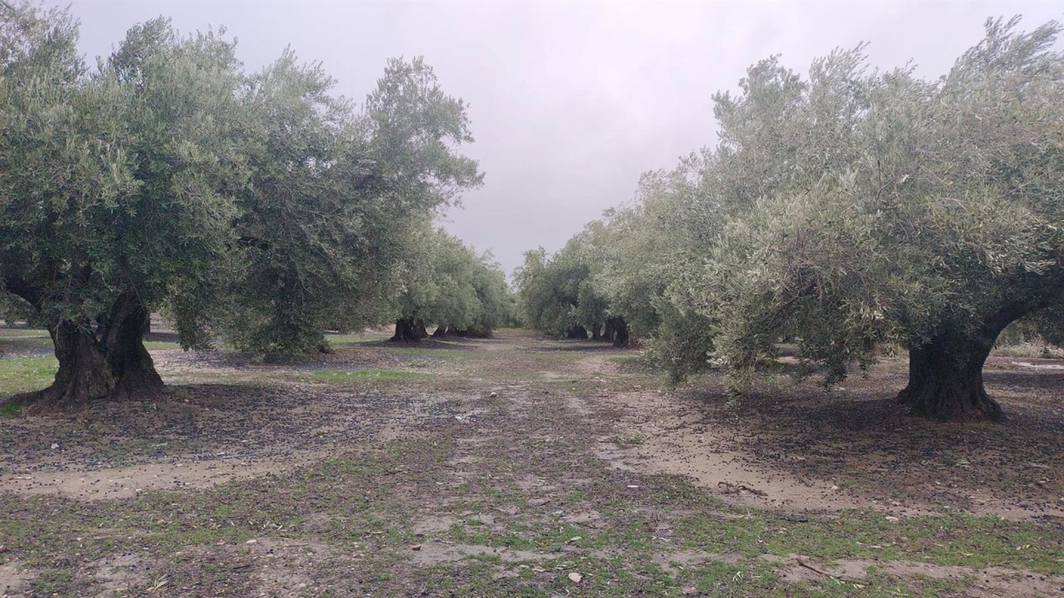  COAG cifra en más de 50.000 las toneladas de aceite perdidas 