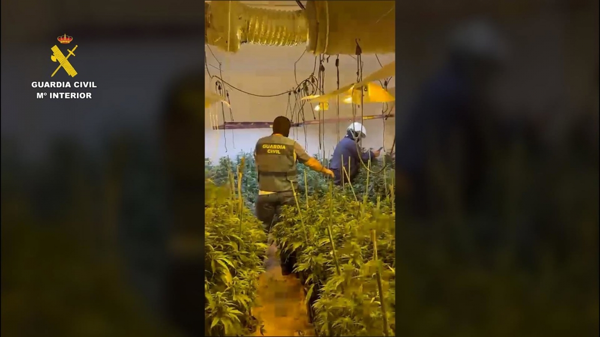 Incautan 210 plantas de marihuana en una vivienda de Porcuna