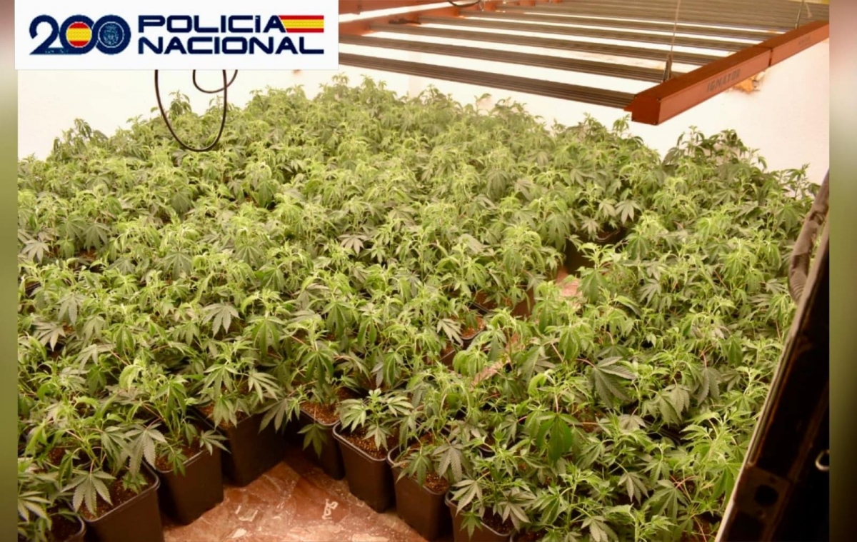  La Policía interviene 666 plantas de marihuana en Mengíbar 
