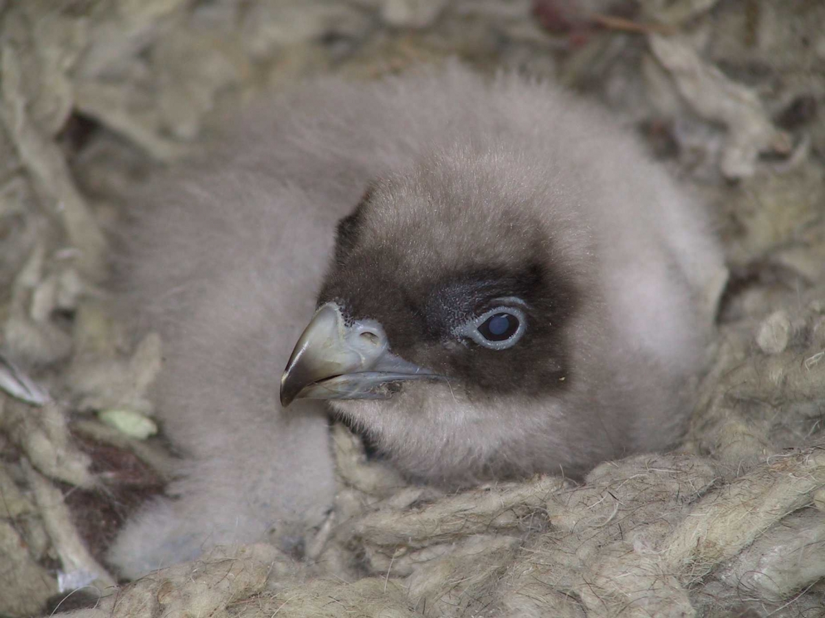  Detectan contaminantes ambientales en huevos de aves protegidas 
