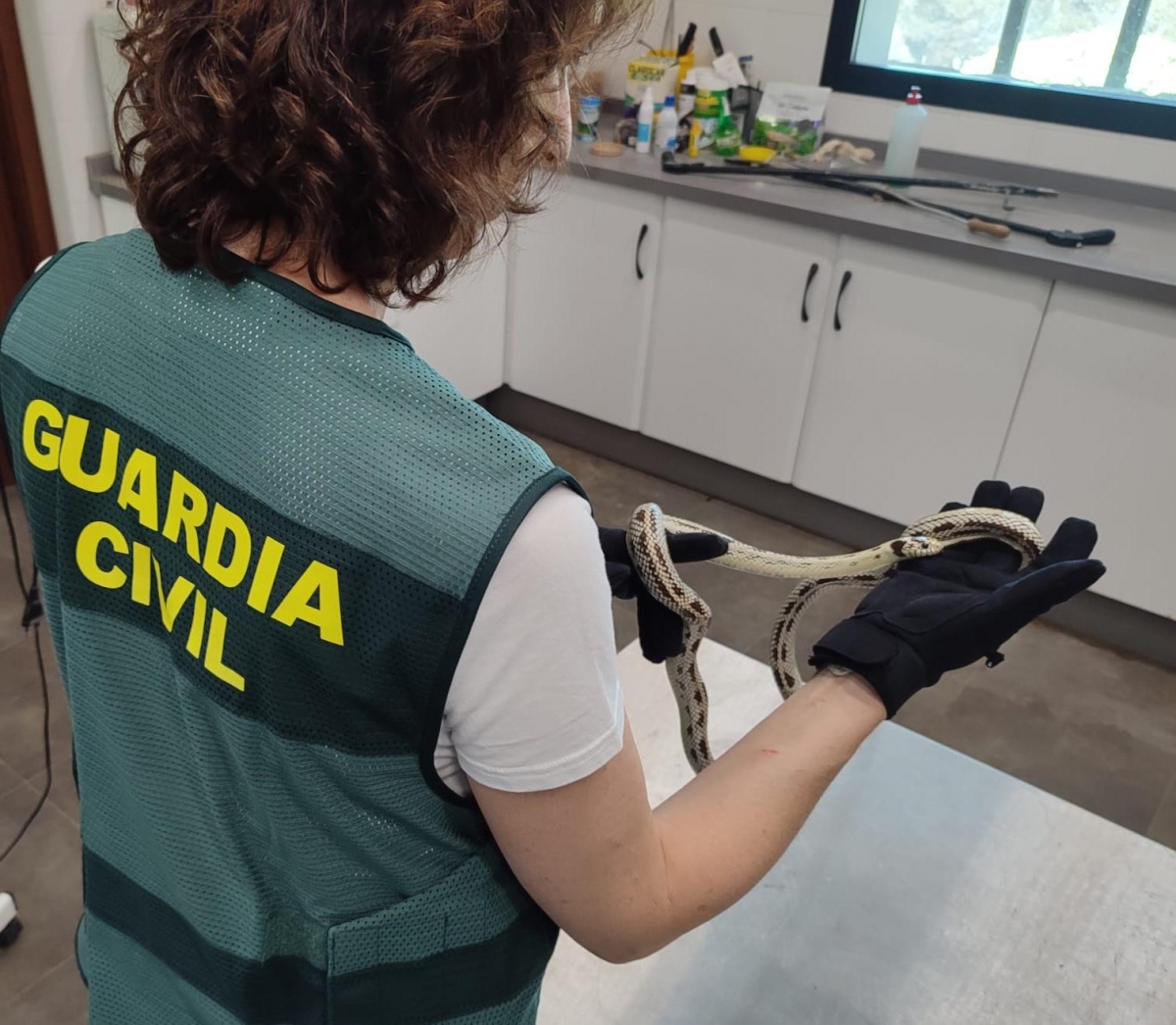  Envían una pitón y una culebra real por paquetería 
