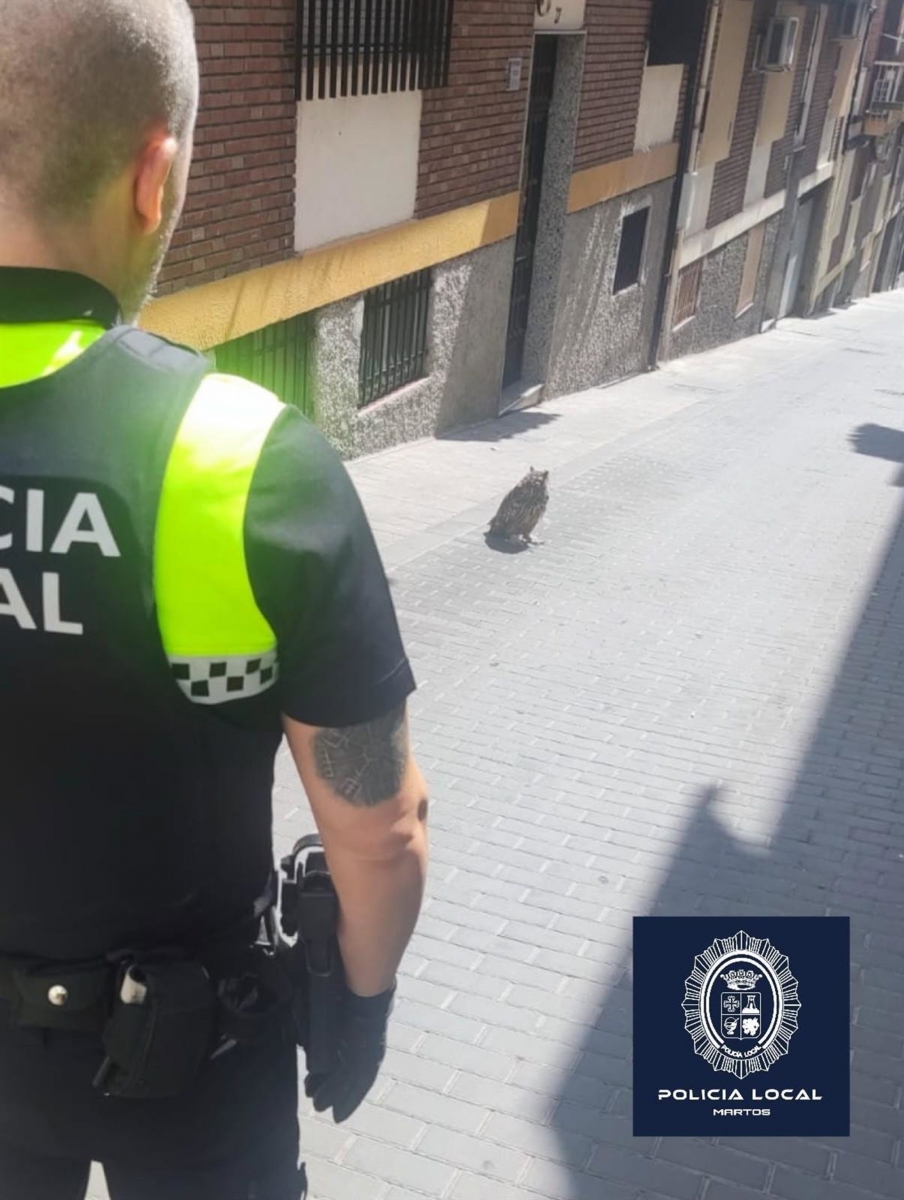  La Policía Local de Martos rescata un búho real desorientado en el centro 
