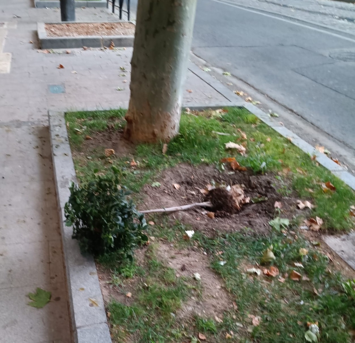  El Ayuntamiento de Jaén pide a la ciudadanía respeto a las zonas verdes 