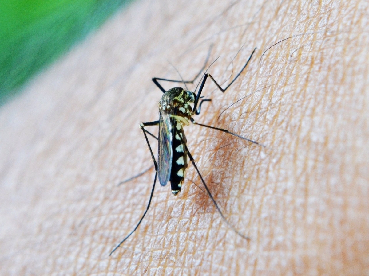 Alerta en La Carolina por mosquitos con el virus del Nilo
