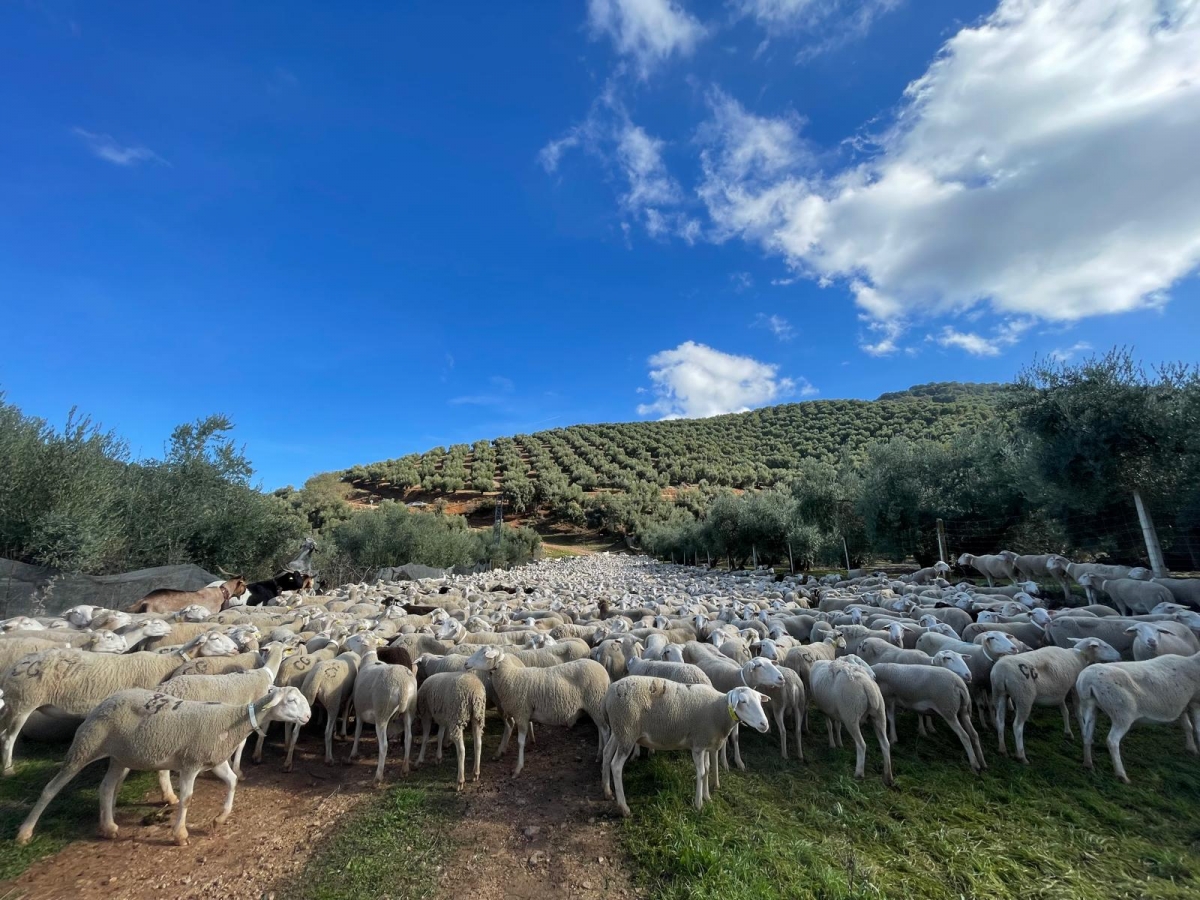  La Diputación concede 515.000 euros a agricultores y ganaderos 