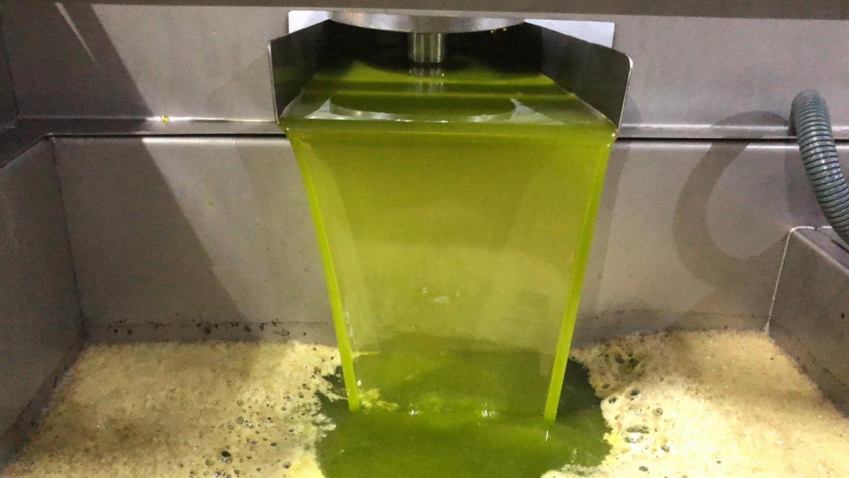  COAG advierte que solo queda el 36% de la producción de aceite 
