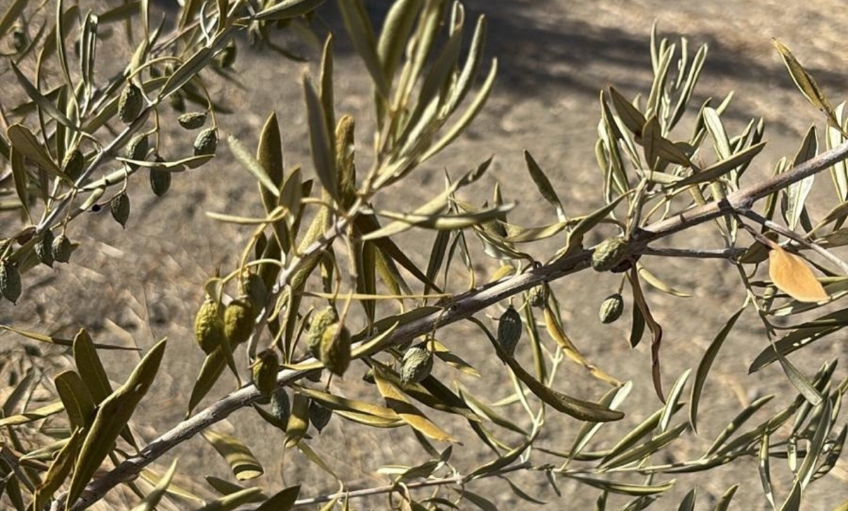 COAG alerta de que los olivares sufren por la falta de lluvia y riego