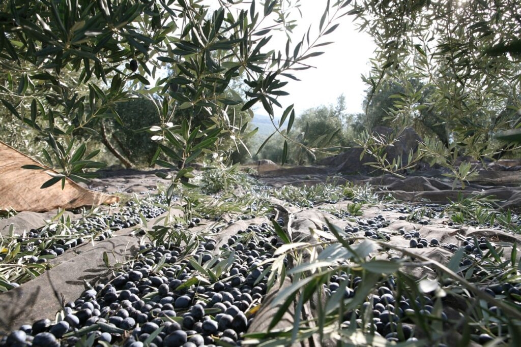  El Expositor: El peso de la Historia 