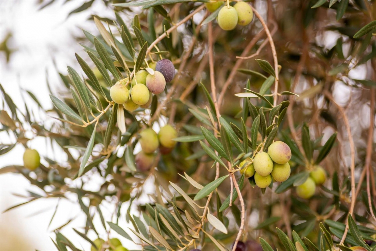 Fenoliva identifica la singularidad y beneficios de los aoves de cuatro DOP
