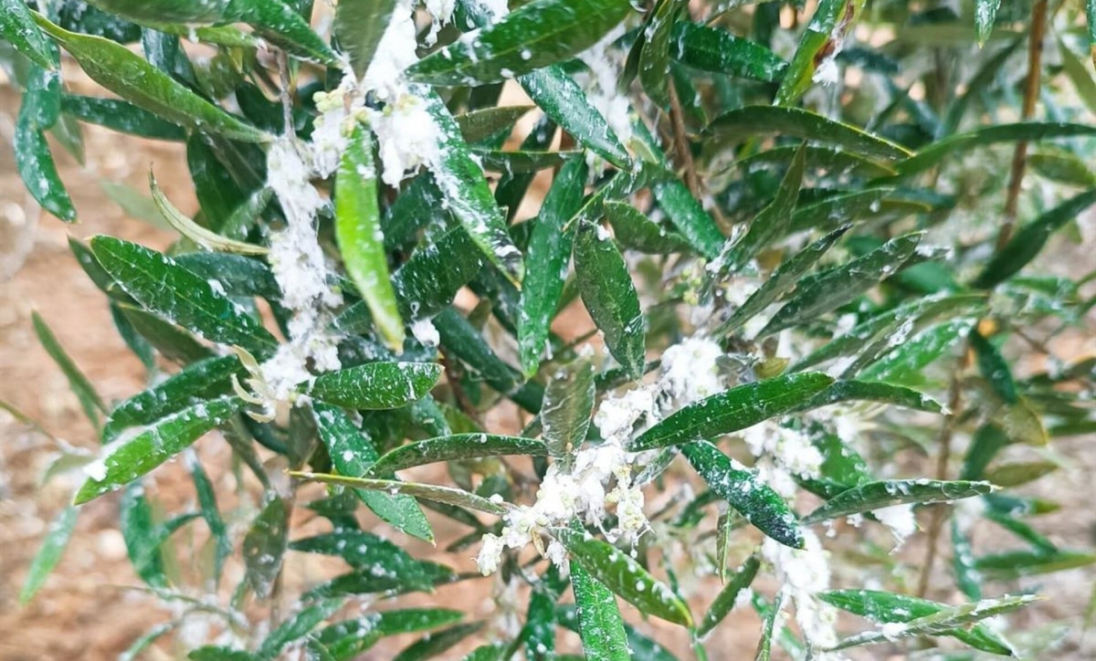  El PSOE afea las ayudas de la Junta contra el algodoncillo 