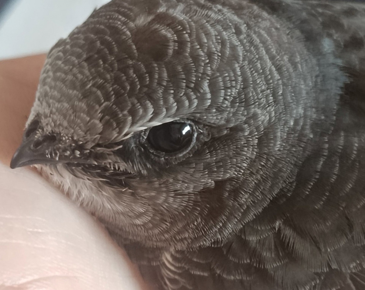  El voluntariado estival atiende en Andújar a 77 aves afectadas por calor 