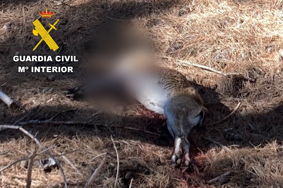  Investigado por abatir a un macho de cabra montés en Valdepeñas 