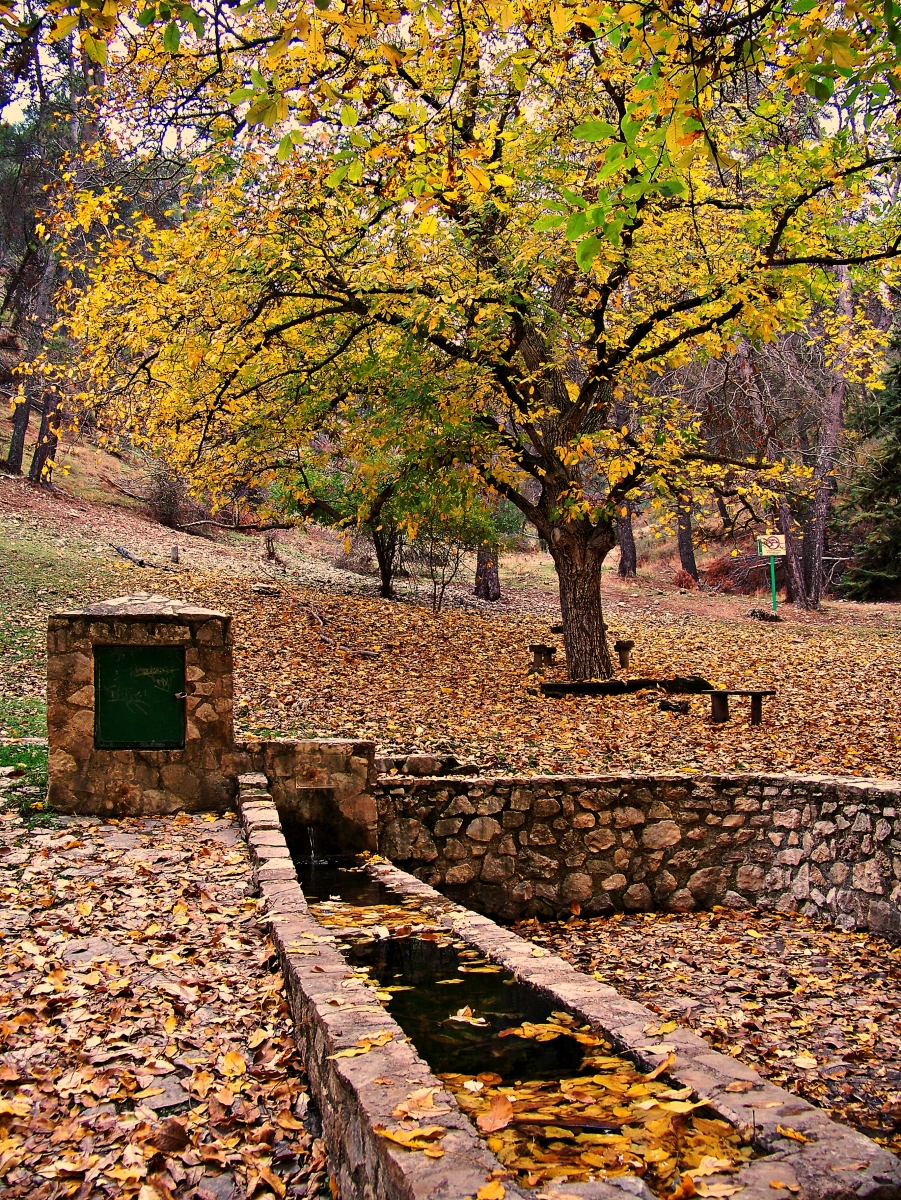  Cañada de las Hazadillas: la memoria del viejo nogal 