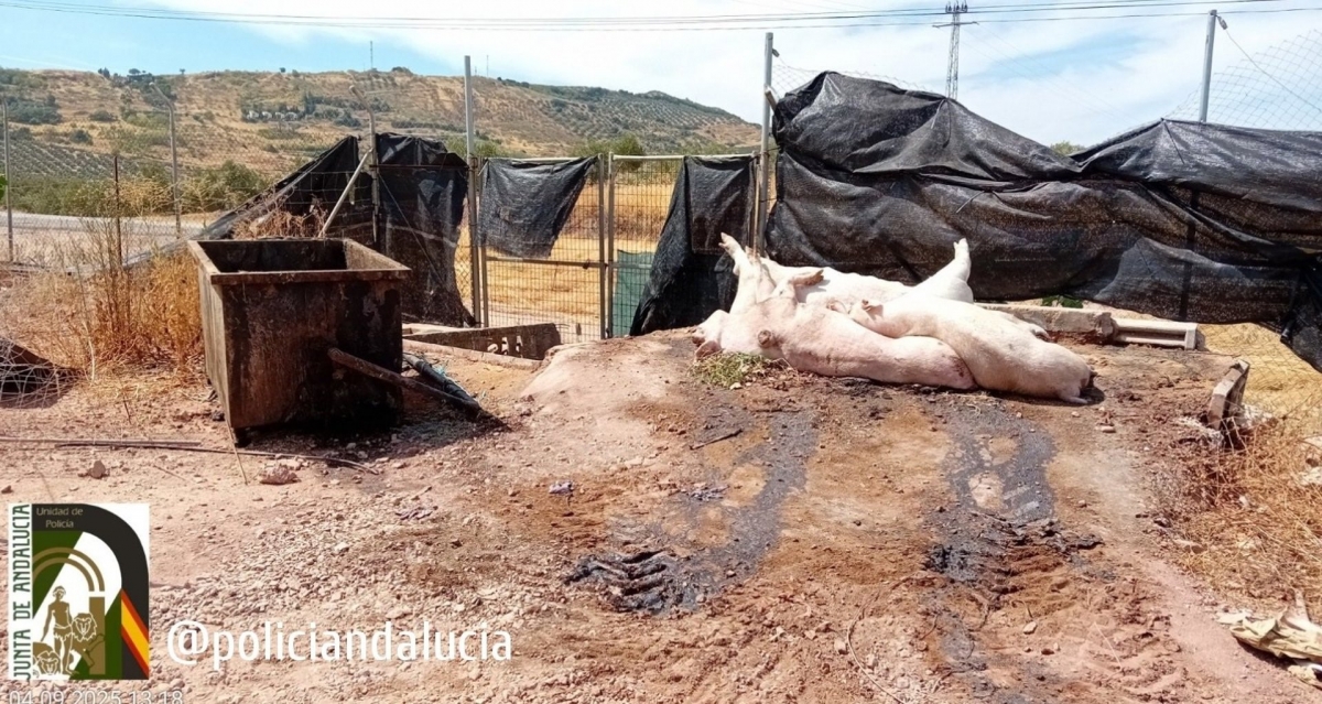 Una empresa de Castellar denunciada por arrojar cadáveres de porcinos