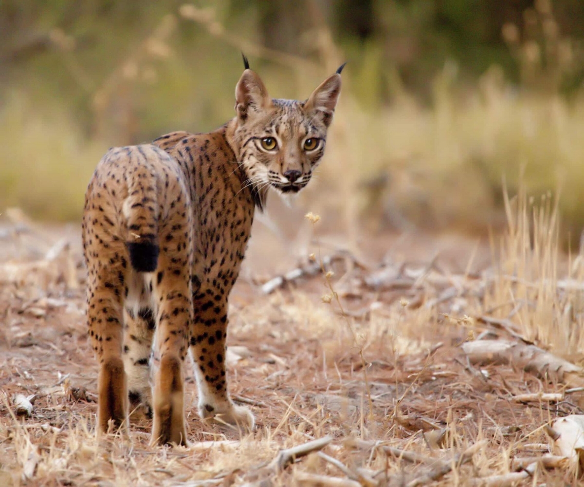  Tras la huella de 4 de los 46 linces liberados por el incendio 