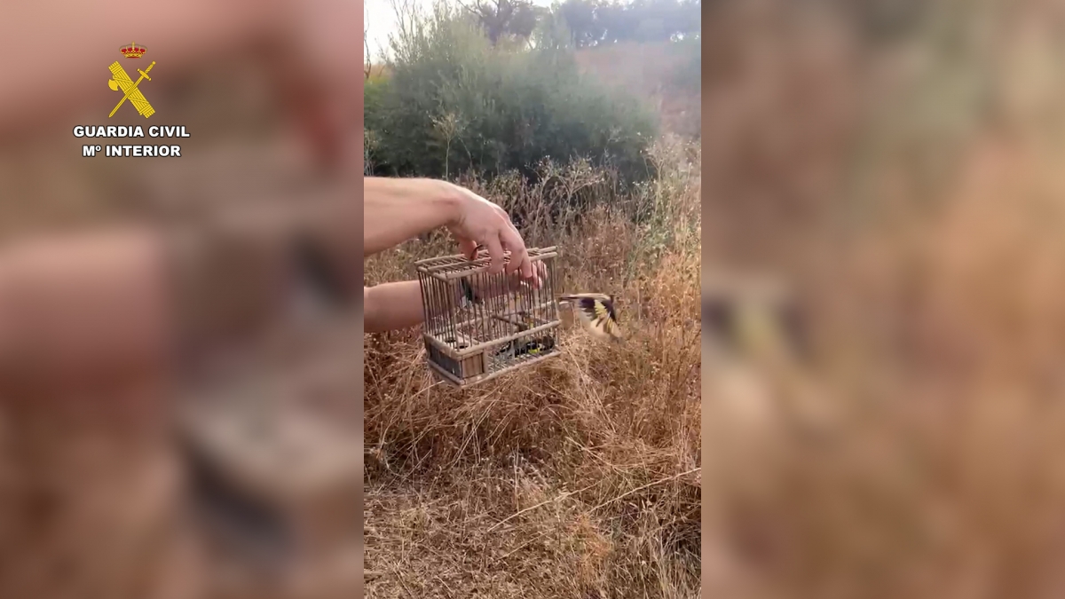  Un investigado por captura ilegal de aves fringílidas 