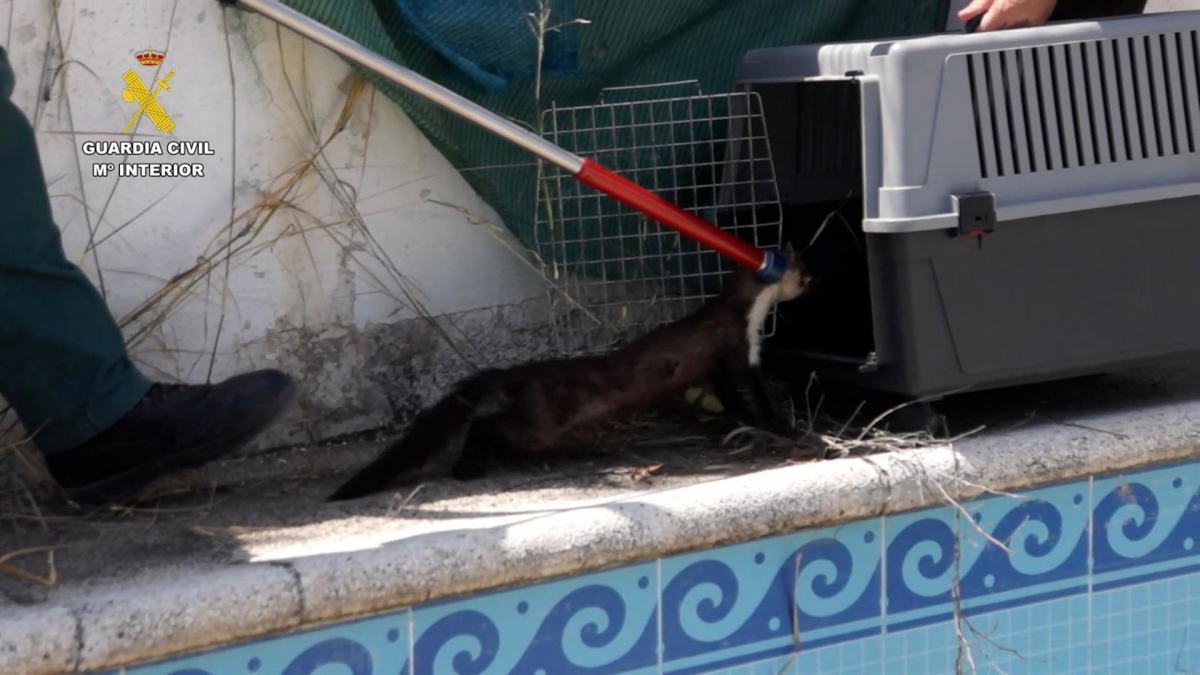  Rescatados dos ejemplares de garduña atrapados en una piscina vacía 