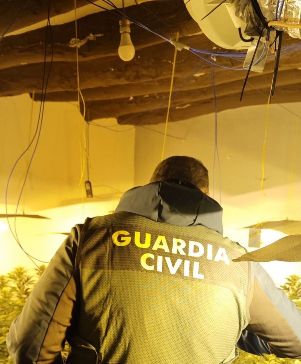 Desmantelan una plantación de marihuana en una vivienda ocupada
