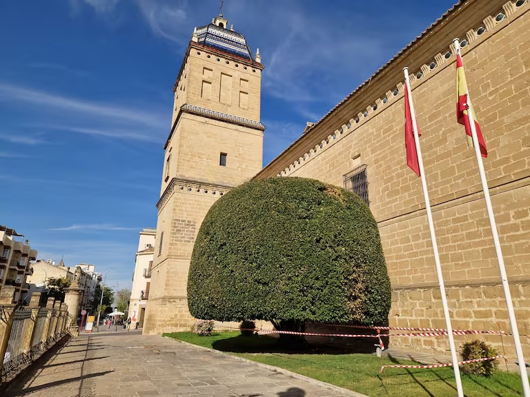  Úbeda intenta salvar el histórico laurel del Hospital de Santiago 