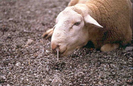 Cooperativas Agro-alimentarias solicita ayudas para afrontar la Lengua Azul 