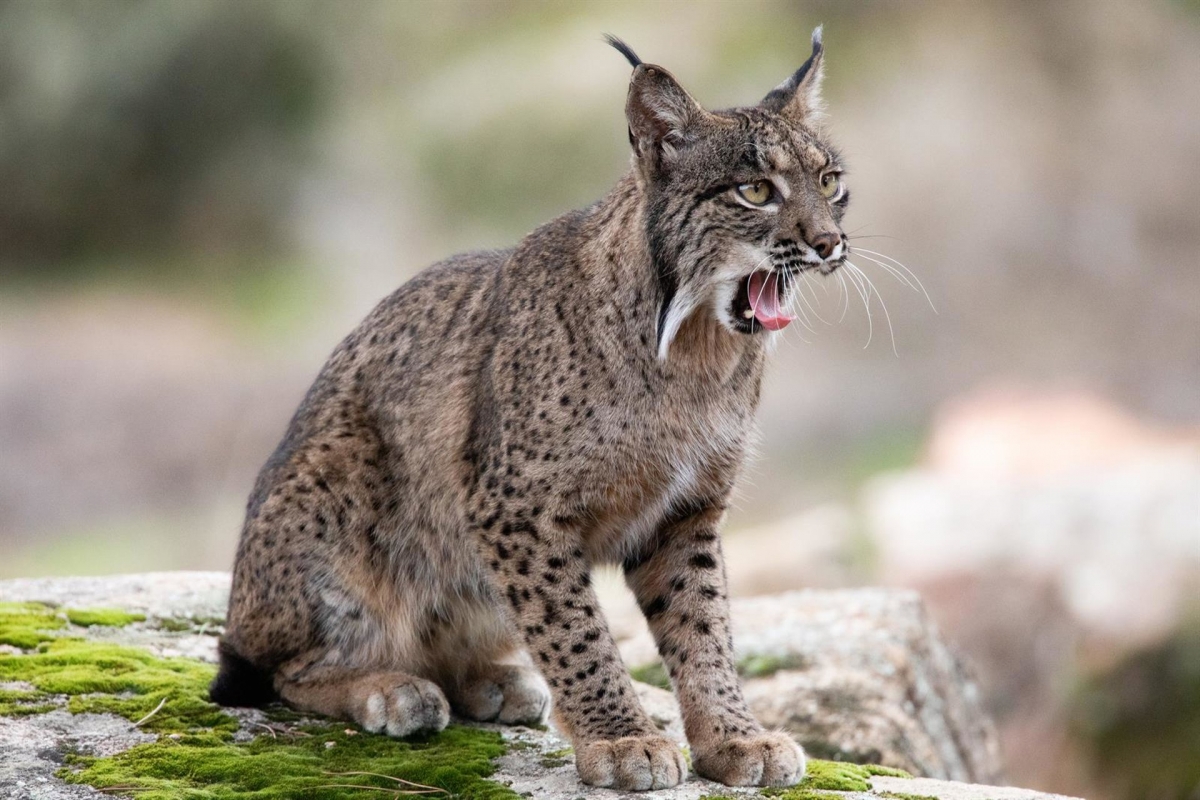  Condenado el guarda de un coto por colocar lazos que mataron a un lince 