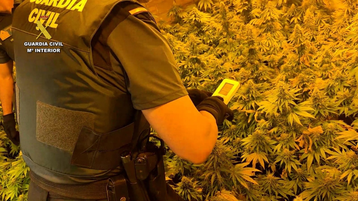 Dos detenidos en Los Villares que tenían una plantación de marihuana 