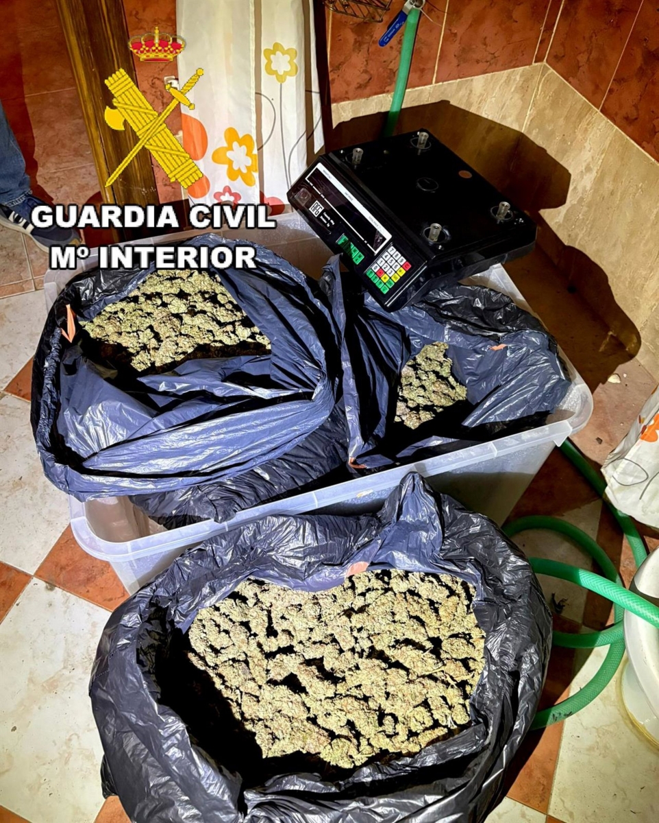  Un detenido al desmantelar una plantación de marihuana en Fuerte del Rey 