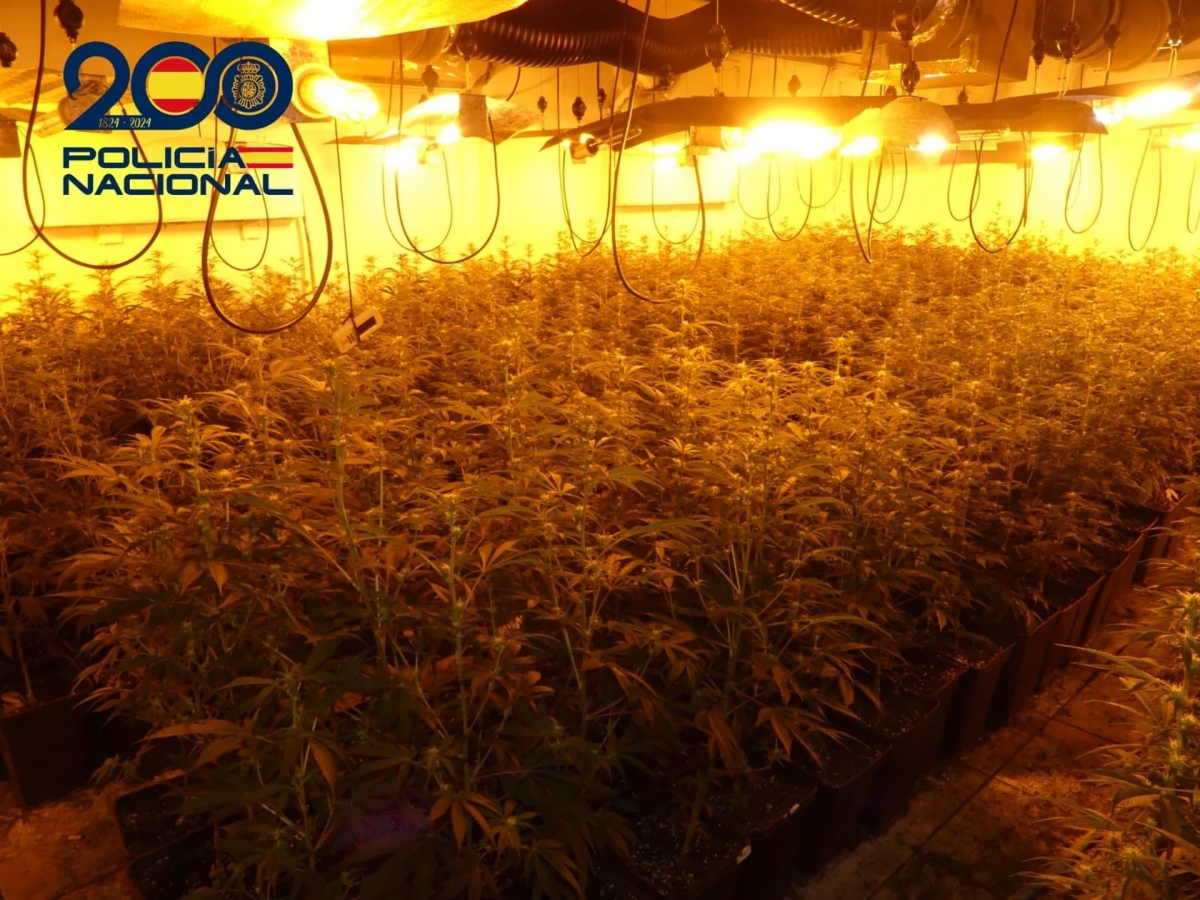  Un tiroteo en una riña en Linares destaca una plantación de marihuana 
