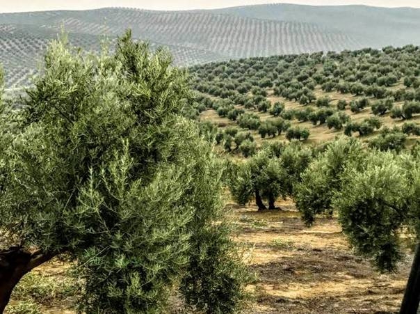 Ecologistas apoyan a los olivareros expropiados por las fotovoltaicas