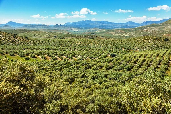  UPA denuncia pérdidas millonarias en el olivar tradicional 
