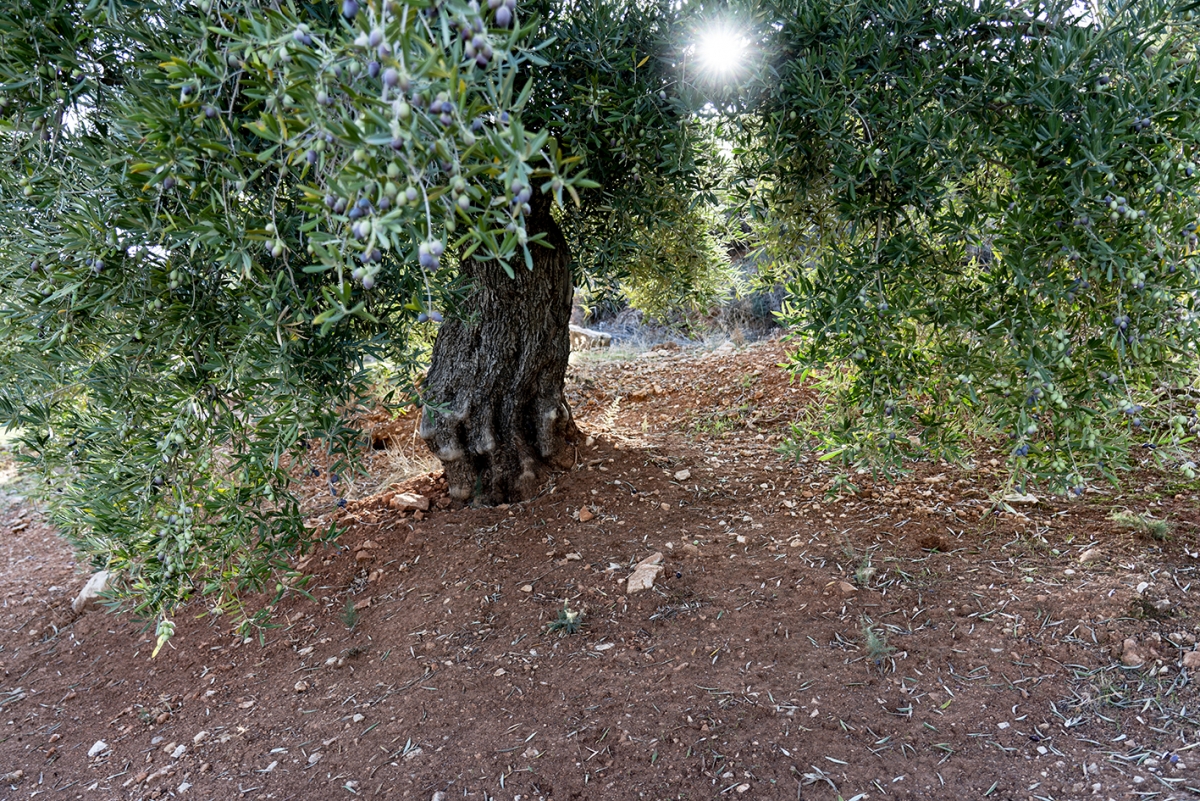  Oleoturismo y PAC: una oportunidad estratégica para el olivar jiennense 