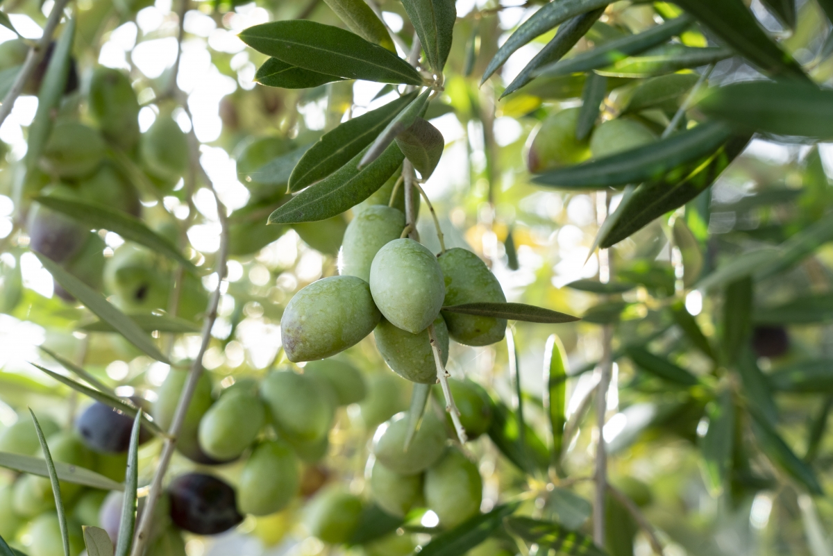  Castillo de Canena controlará las plagas de su olivar con insectos 