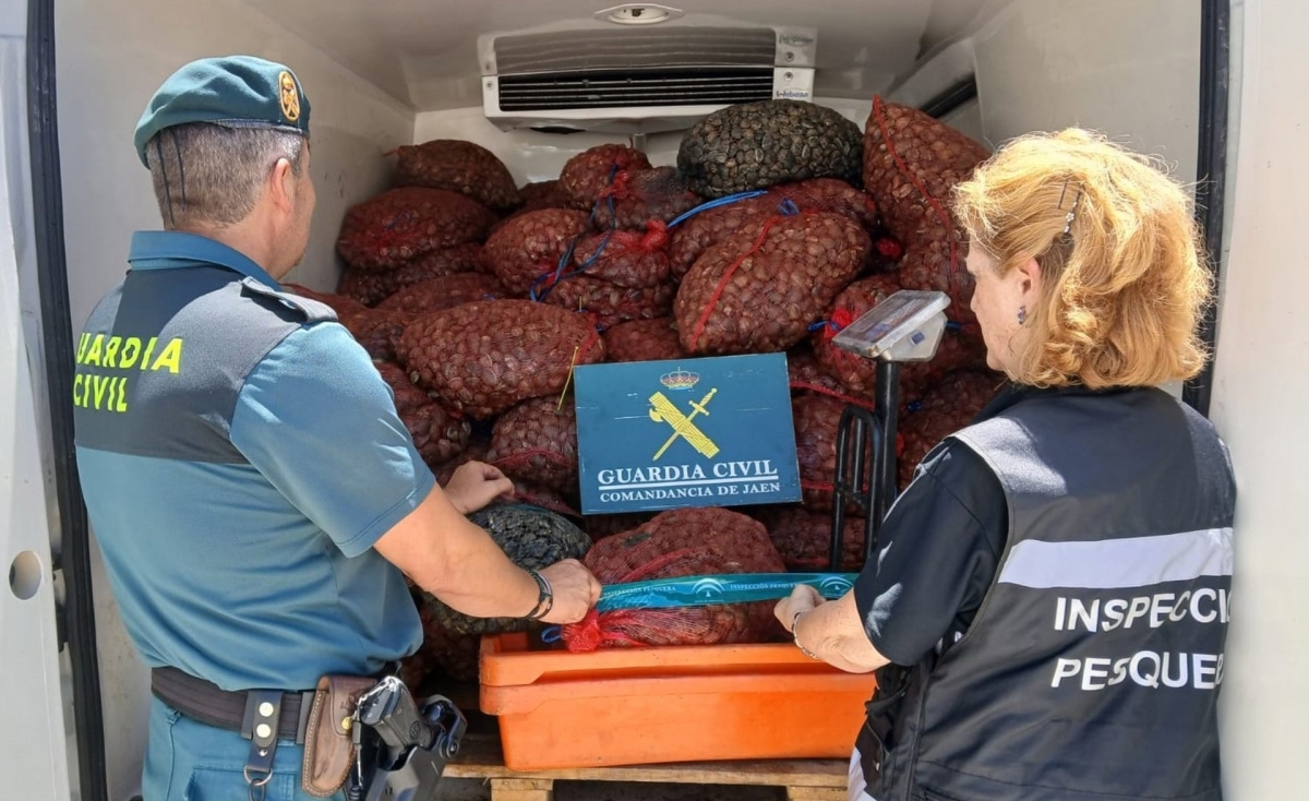 Intervenidas tonelada y media de almejas no aptas para el consumo