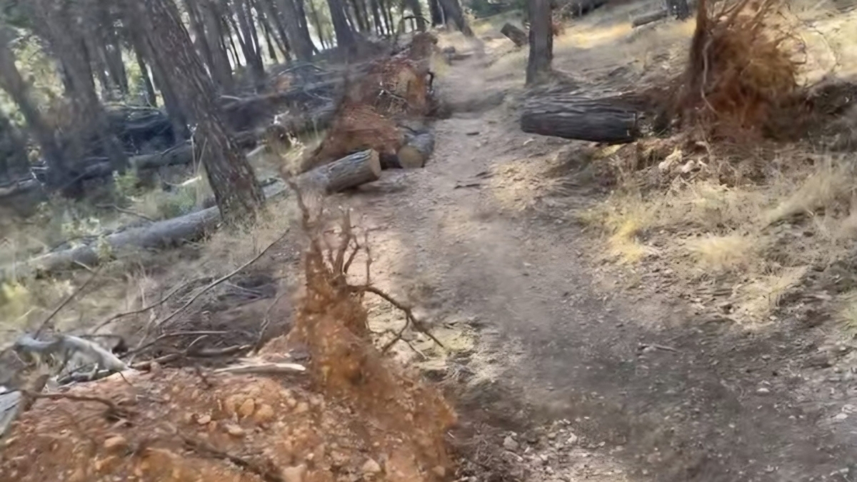  La Junta asegura que la gestión forestal de El Neveral es municipal 